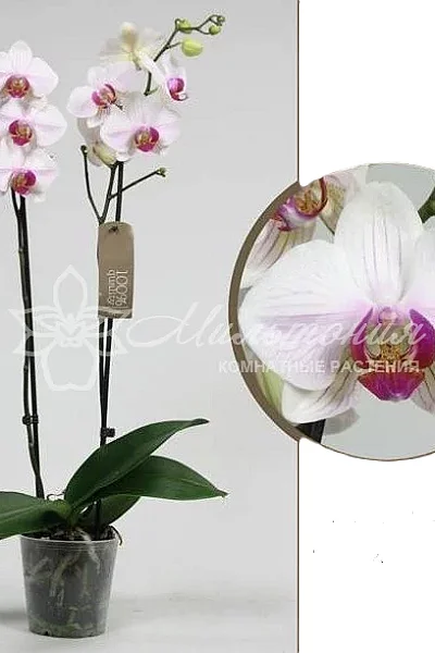 Орхидея Phalaenopsis Katrina