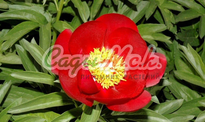 PAEONIA 'BLAZE' - Cotswold Garden Flowers