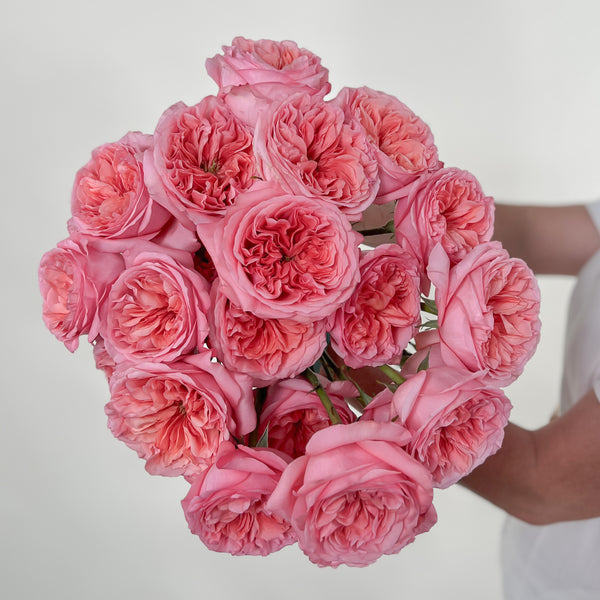 The Enchanting Polka Dot Rose: A Comprehensive Guide ...