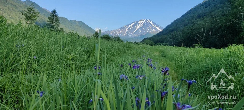 Ирис болотный Variegata: купить саженцы ...