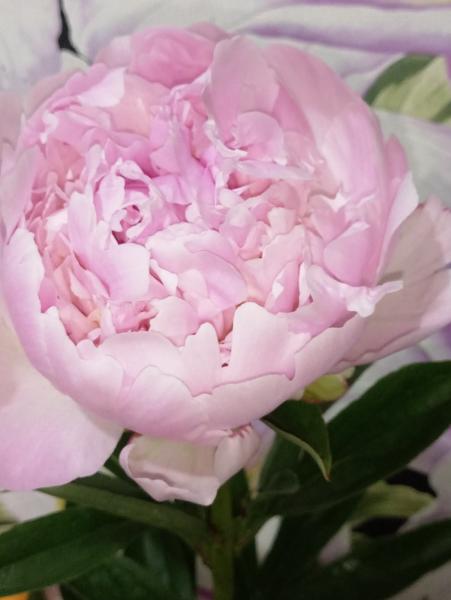 Paeonia 'Lady Orchid' - GARDENIDEA