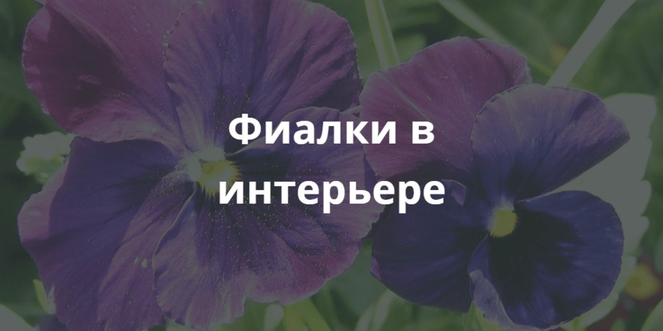 Фиалка белая садовая (Viola odorata) купить в blumgarden.ru