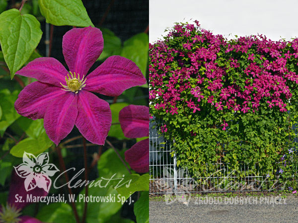 Клематис Криспина (Clematis Kryspina) купить в Москве по ...