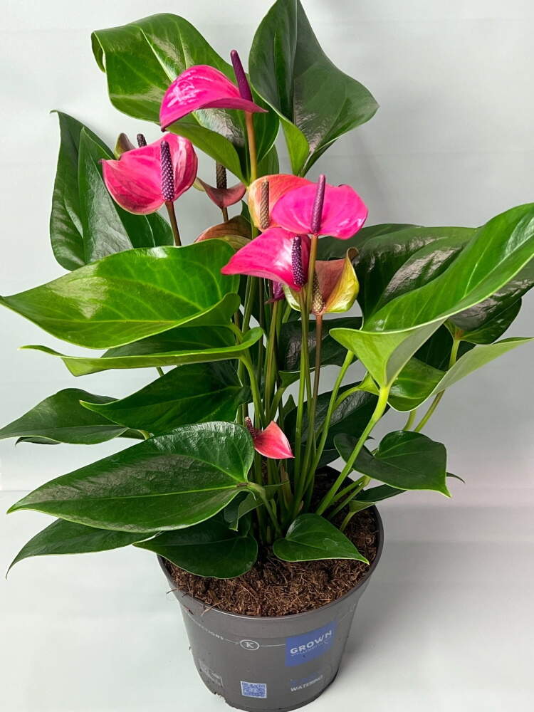 Антуриум (лат. Anthurium), d 12 |