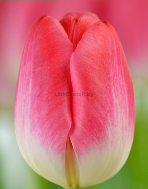 Tulipa 'Timeless'... stock photo by Visions, Image: 0555305