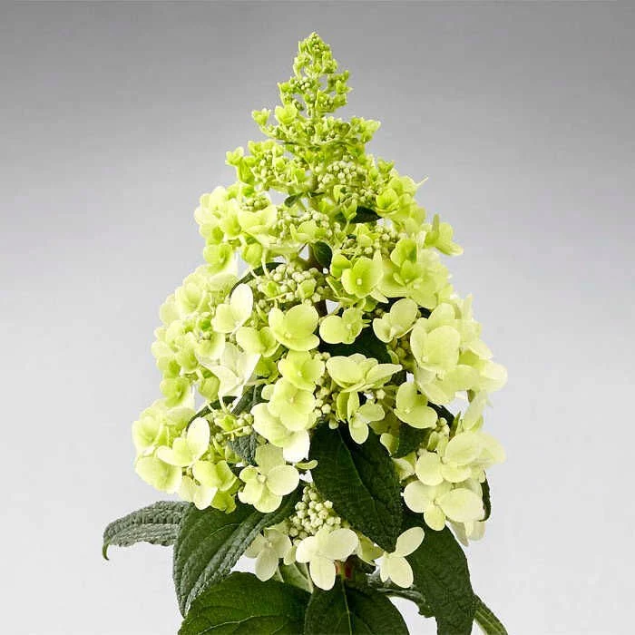 Hydrangea paniculata ...