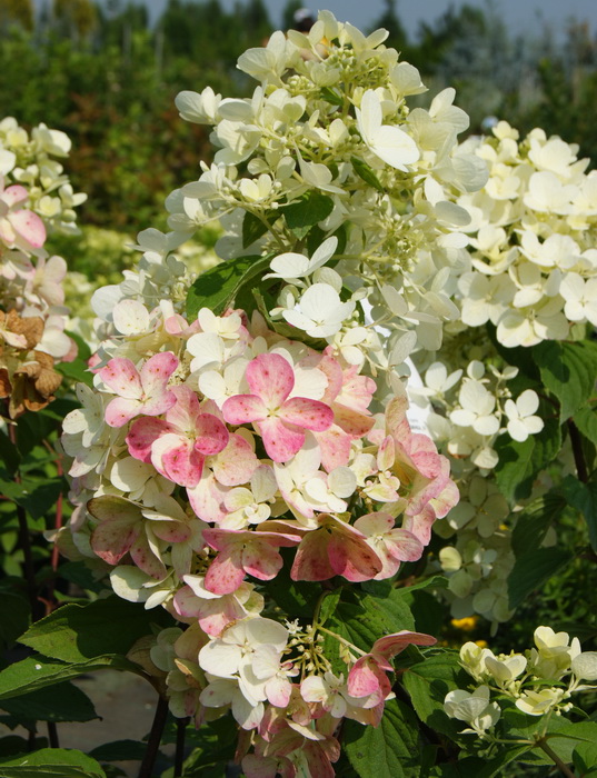 Саженец метельчатой гортензии 'Диамант Руж Рендиа'/Hydrangea ...