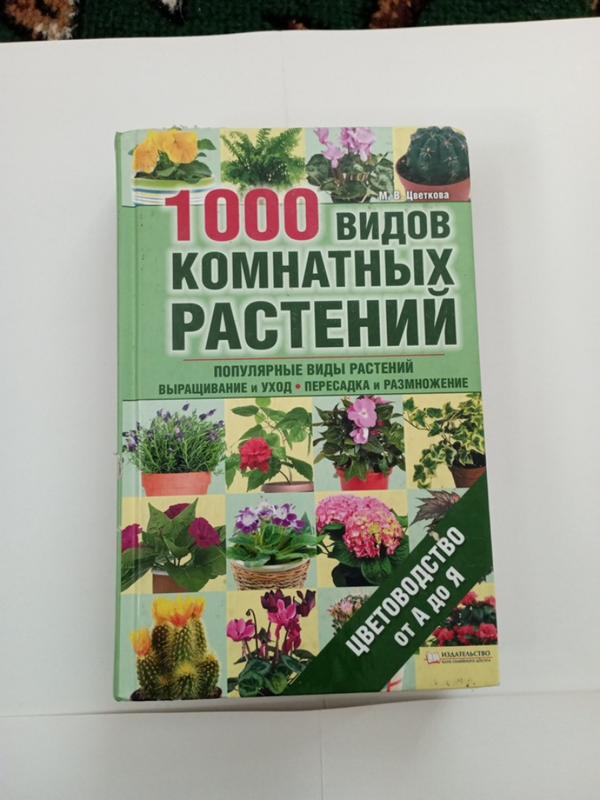 Панданус - «Неубиваемое колючее озеленение. Одно достоинство ...