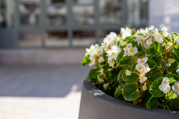 Купить Каллизия мелколистная (Callisia repens) Р8 в ...