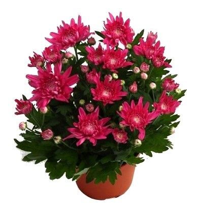 Хризантема садовая Chrysanthemum morifolium /12 — саженцы ...