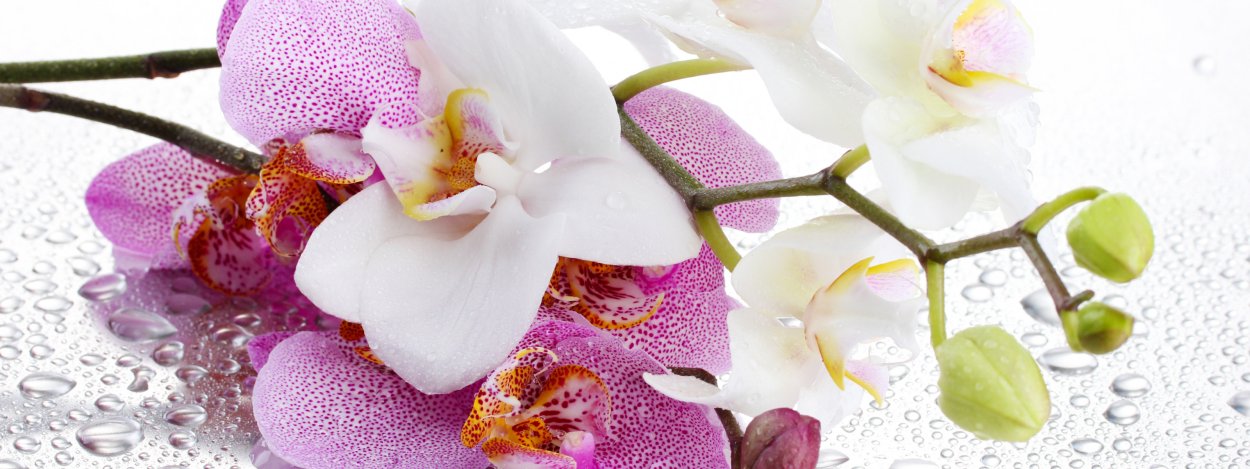 Нереальная орхидея Beaumont пелорик #phal #orchid ...