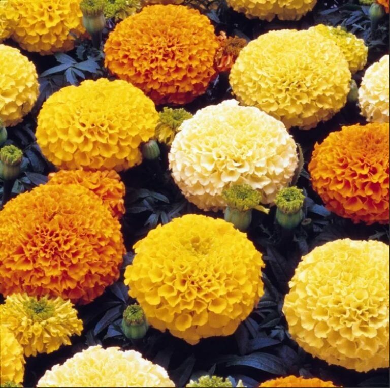 Бархатцы прям. Антига Примроуз / Tagetes erecta Antigua ...