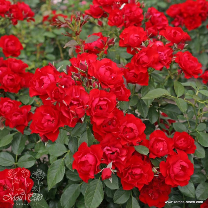 Роза флорибунда Black Forest Rose. Блэк Форест Роуз. Кордес ...