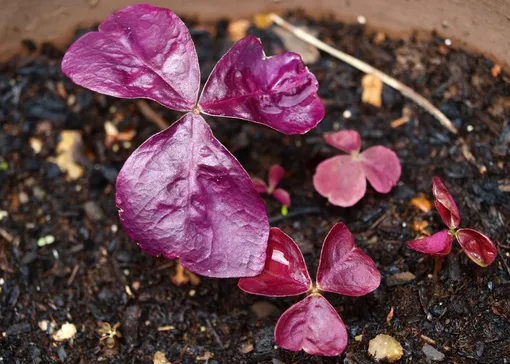 Кислица треугольная (Oxalis triangularis) - «Милые бабочки ...