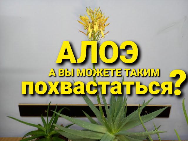 Алое столетник цветы 200 грн. Днепр – Доска объявлений Рынок ...