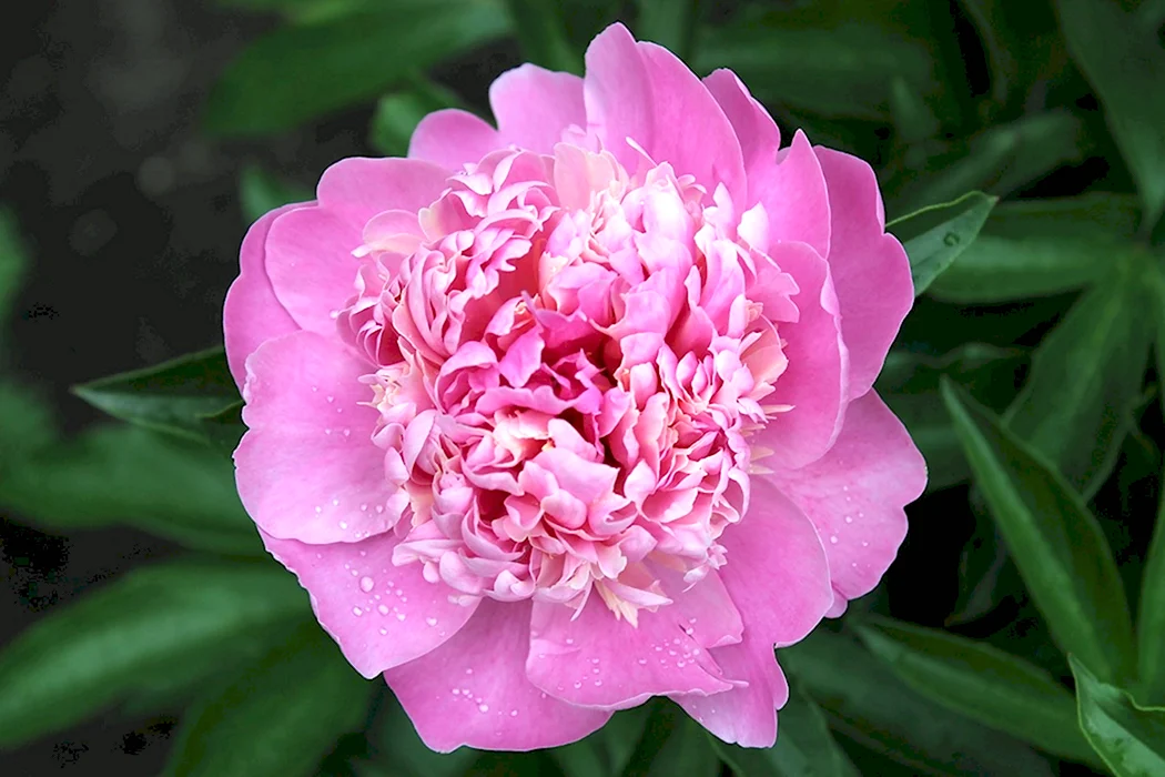 Giant bouquet with pink hydrangeas - buy with delivery from ...