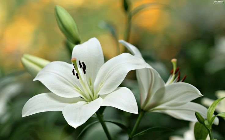 Лилия Ланкон Lilium Lankon