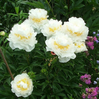 Paeonia Florence Nicholls ...