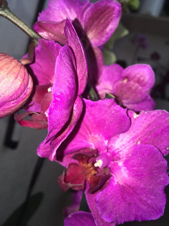 Орхидея Фаленопсис Стелленбош бабочка💖💓💕 #орхидеи #orchid ...