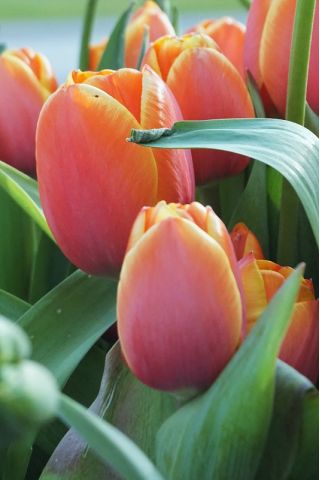 Tulip Brown Sugar Bulbs | Peter Nyssen | Buy Flower Bulbs and ...