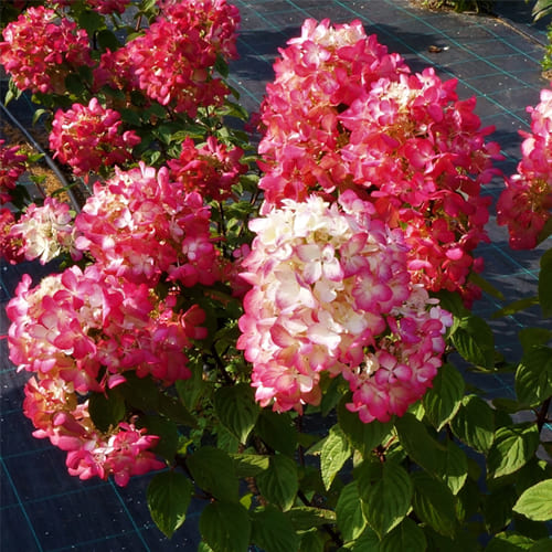 Гортензия метельчатая (Hydrangea paniculata `Diamant Rouge ...