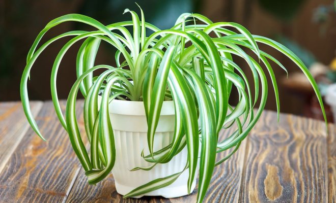 No. 59. Monstera. Rejuvenation. Pruning a large deliciosa ...