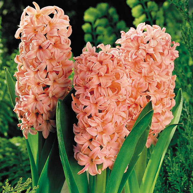 Hyacinthus (Hyacinth) 'Gipsy Queen ...