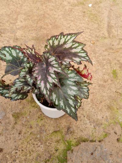 Buy Rex Begonia 'Helen Teupel' - Vibrant and Patterned ...