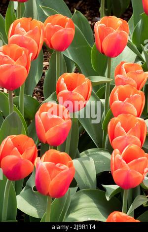 Tulipa 'Ad Rem' (Darwin Hybrid Tulip)