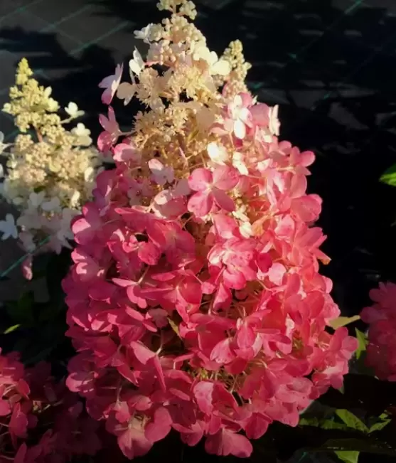 Гортензия метельчатая Ливинг Рояль Флауэр \ Hydrangea Living ...