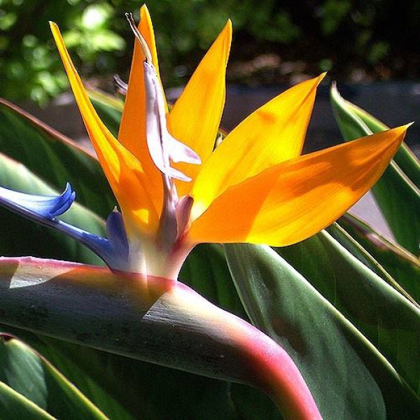 Стрелиция королевская (Strelitzia reginae) (код: Стрелітція ...