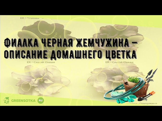 Самые красивые и оригинальные новые сорта фиалок