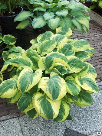 Hosta Mata hari — Плідник Круглик