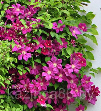 Клематис 'Ернест Маркхем'. (Clematis 'Ernest Markham') ІІІ ...