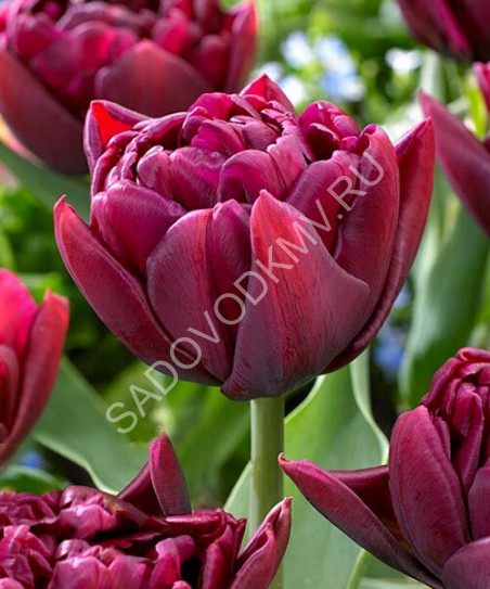 Tulipa Scarlet Verona... - Изображение Кёкенхоф, Лиссе ...