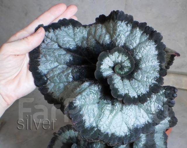 Begonia Escargot | Care Guide