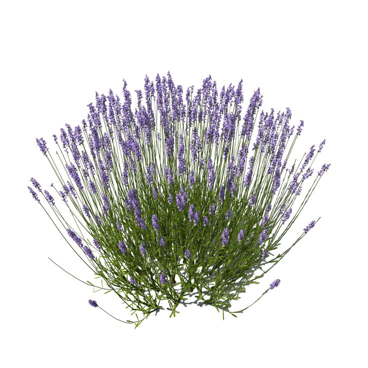 ЛАВАНДА КУЛЬТИВИРУЕМАЯ, Lavandula angustifolia - Магия флоры