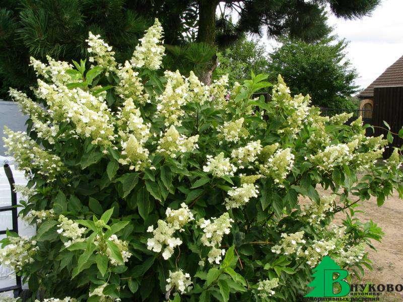 Гортензия метельчатая Пинки Винки (Hydrangea paniculata Pinky ...