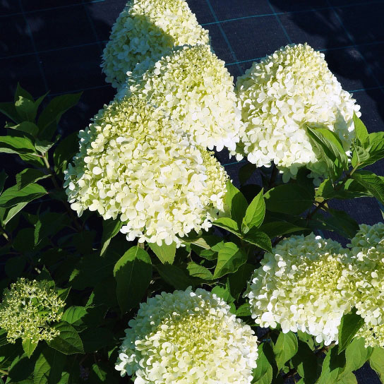 Гортензия метельчатая Селекшн (Hydrangea paniculata Selection ...