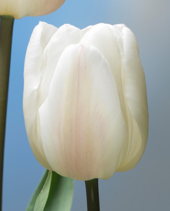 White Marvel Botanical stockphoto - F-Views