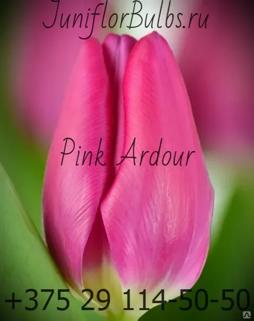 Kamaliya-Pink Ardour Botanical stockphoto - F-Views