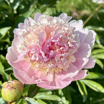 Пион Скрумдидлеумшес (Paeonia Scrumdidleumptious) корневыще ...