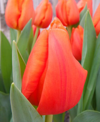 ORANSSI Casa Stockmann Tulipa Triumph ...