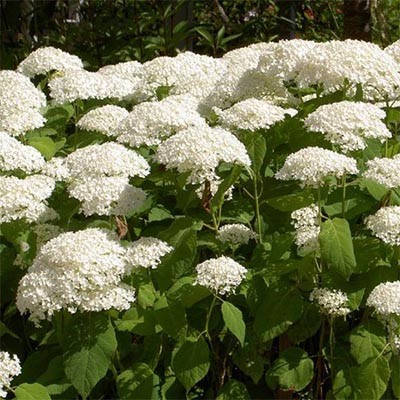 Гортензия древовидная Баунти (Hydrangea arborescens Bounty ...