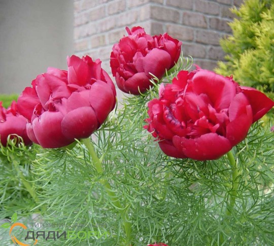 Пион лекарственный “Рубра Плена” (Paeonia officinalis “Rubra ...