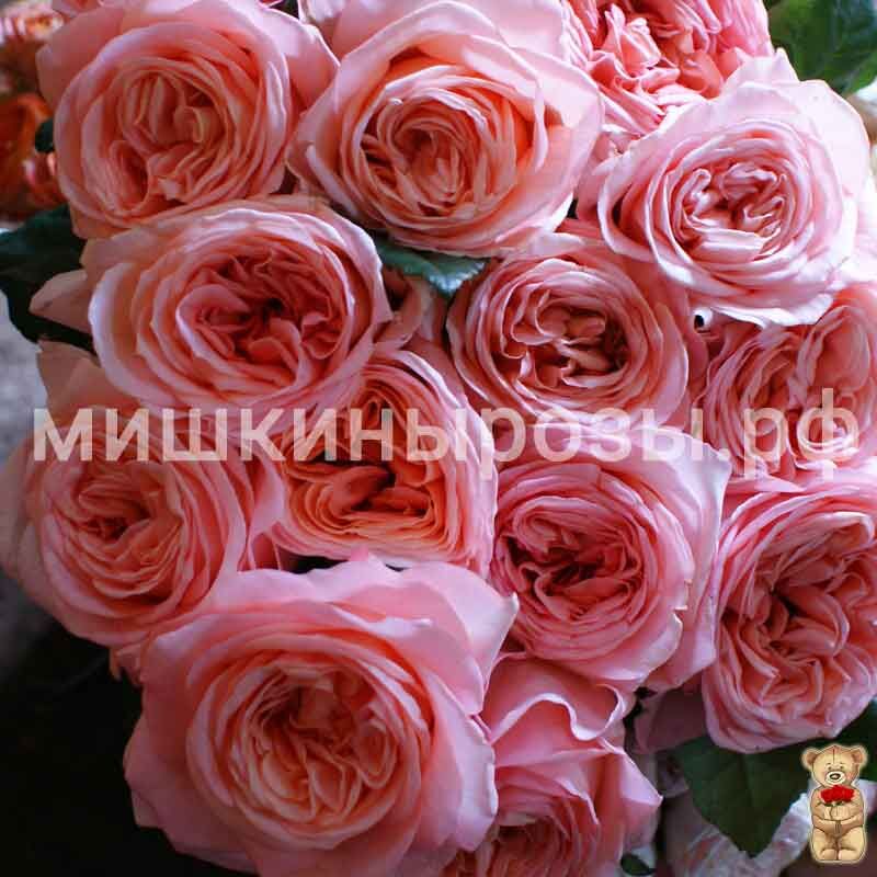 Garden Rose Pink Xpression - Petaljet