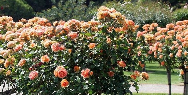 Rosa 'Ibiza' (Intercomanje) - Shrub ...