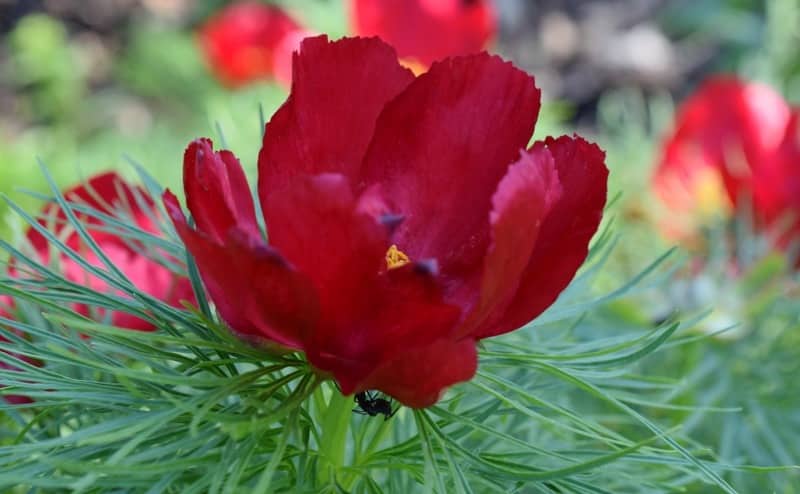 Paeonia Tenuifolia Rubra Plena (double) Пион Тонколистный ...