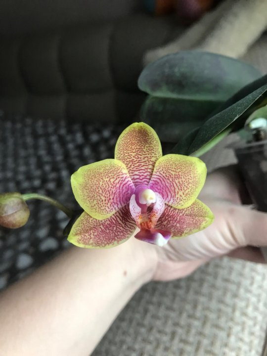 Phal. Sunrise Red Peoker x Sogo Lawrence | Passiflora.ru ...