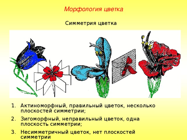 Опорный конспект для 6 класса на тему 